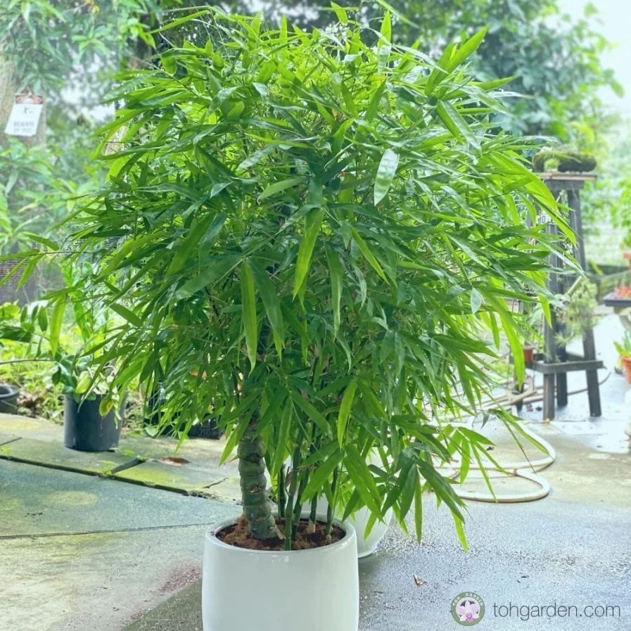 Buddha Belly Bamboo in Ceramic Pot