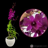 Dendrobium Tay Swee Keng (1 in 1)