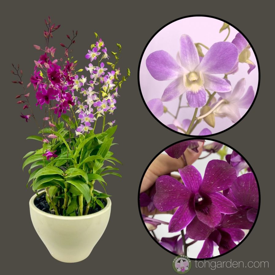 Dendrobium Tay Swee Keng (3 in 1)