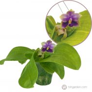 Fragrant Phalaenopsis