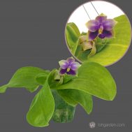 Fragrant Phalaenopsis