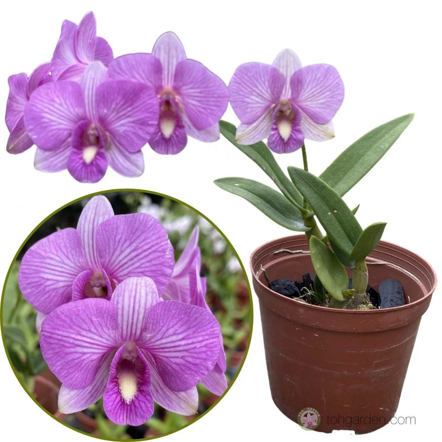 Mini Dendrobiums