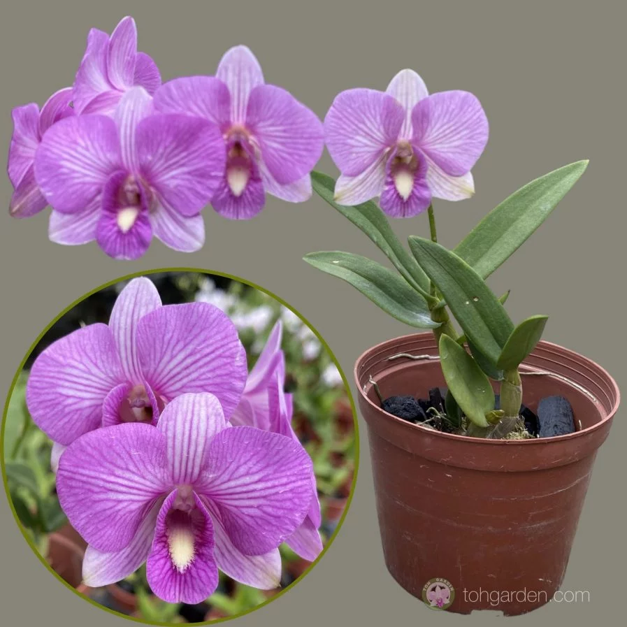 Mini Dendrobiums