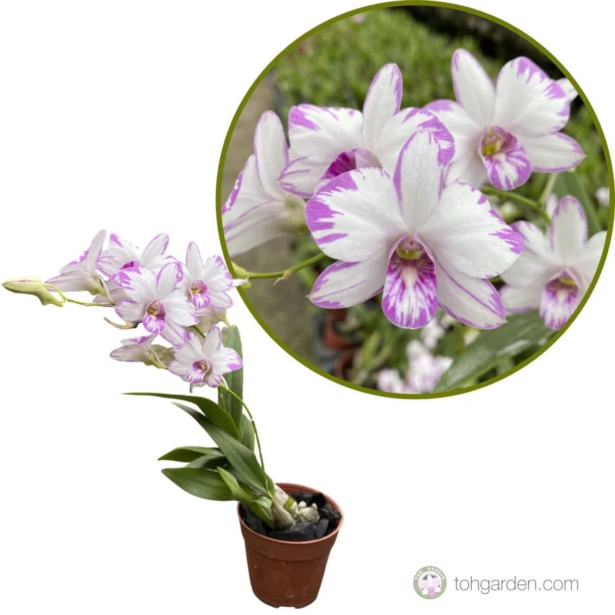 Mini Dendrobiums