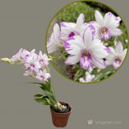 Mini Dendrobiums