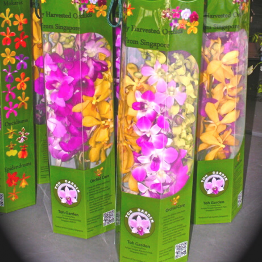 Origami Orchid Giftbox (8 stalks)