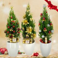 Christmas Pine Trees 2020