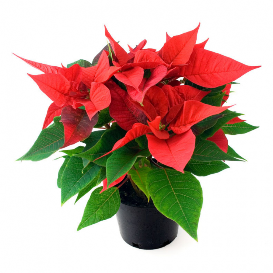 Fresh Poinsettia