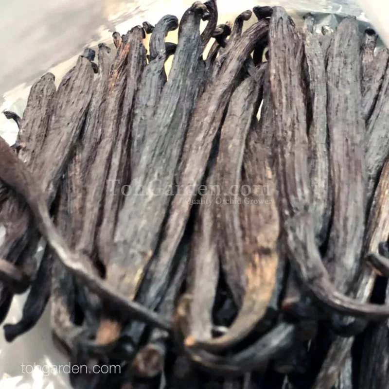 Vanilla tahitensis Beans