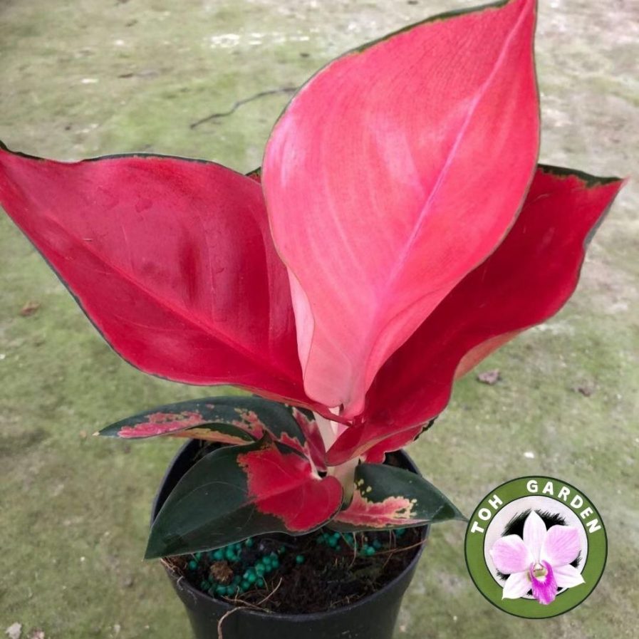 Algonema Red