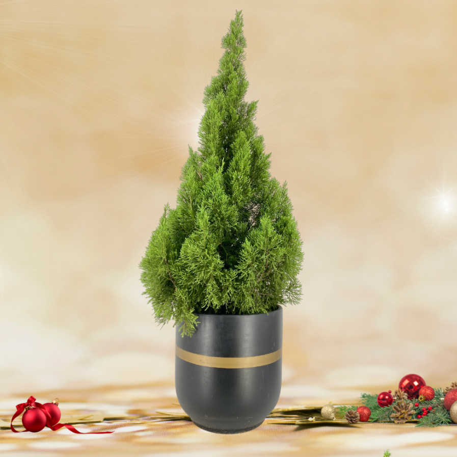 Christmas Pine Tree In Modern Black Pot