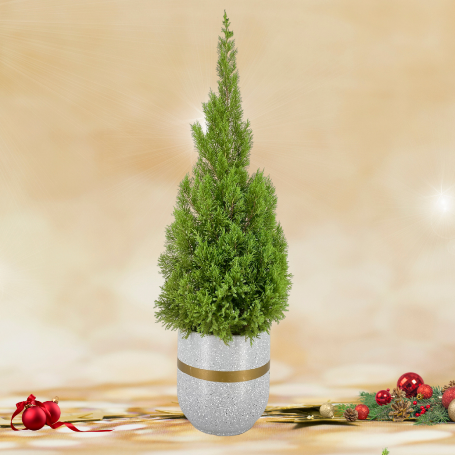 Christmas Pine Tree In Modern White Pot