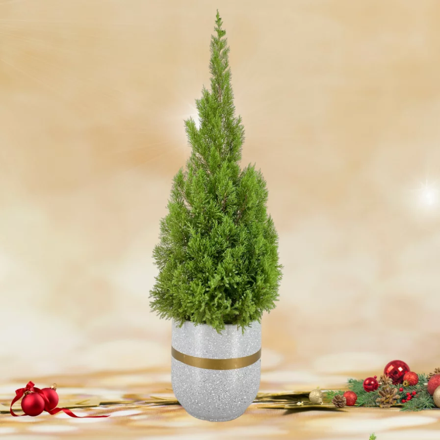 Christmas Pine Tree In Modern White Pot