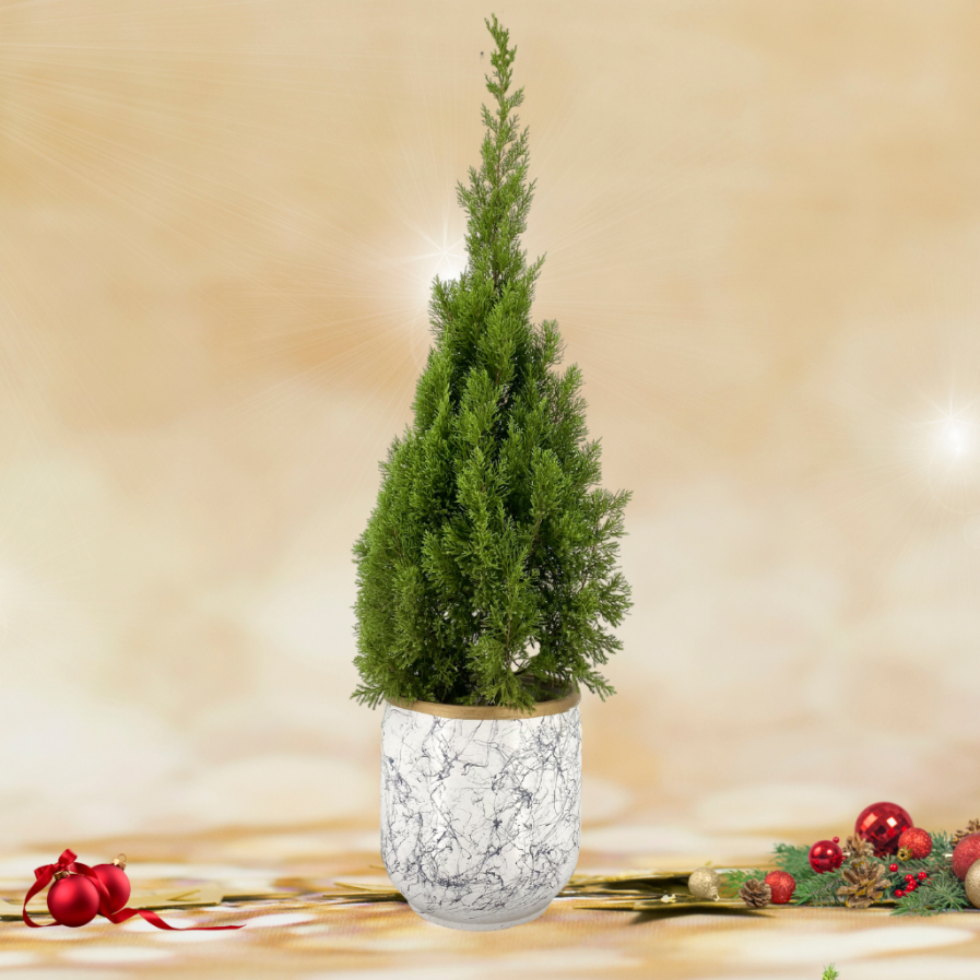 Christmas Pine Tree In Marble Pot