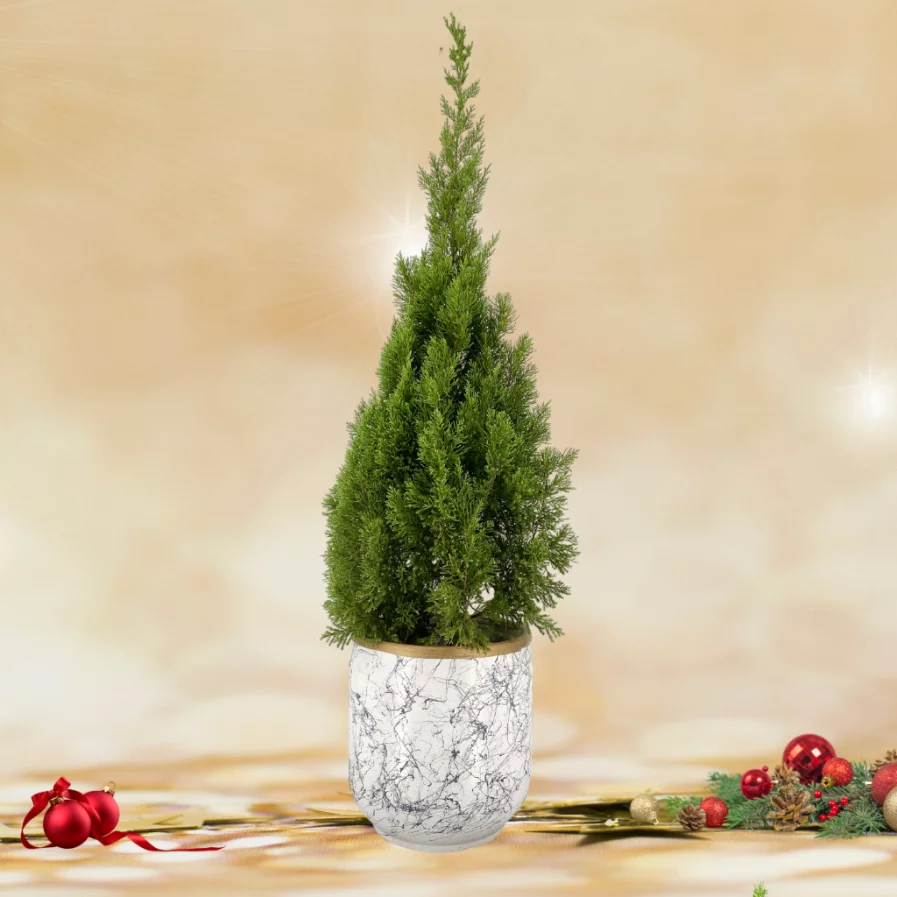 Christmas Pine Tree In Marble Pot