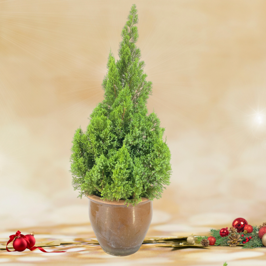 Christmas Tree in Clay Pot