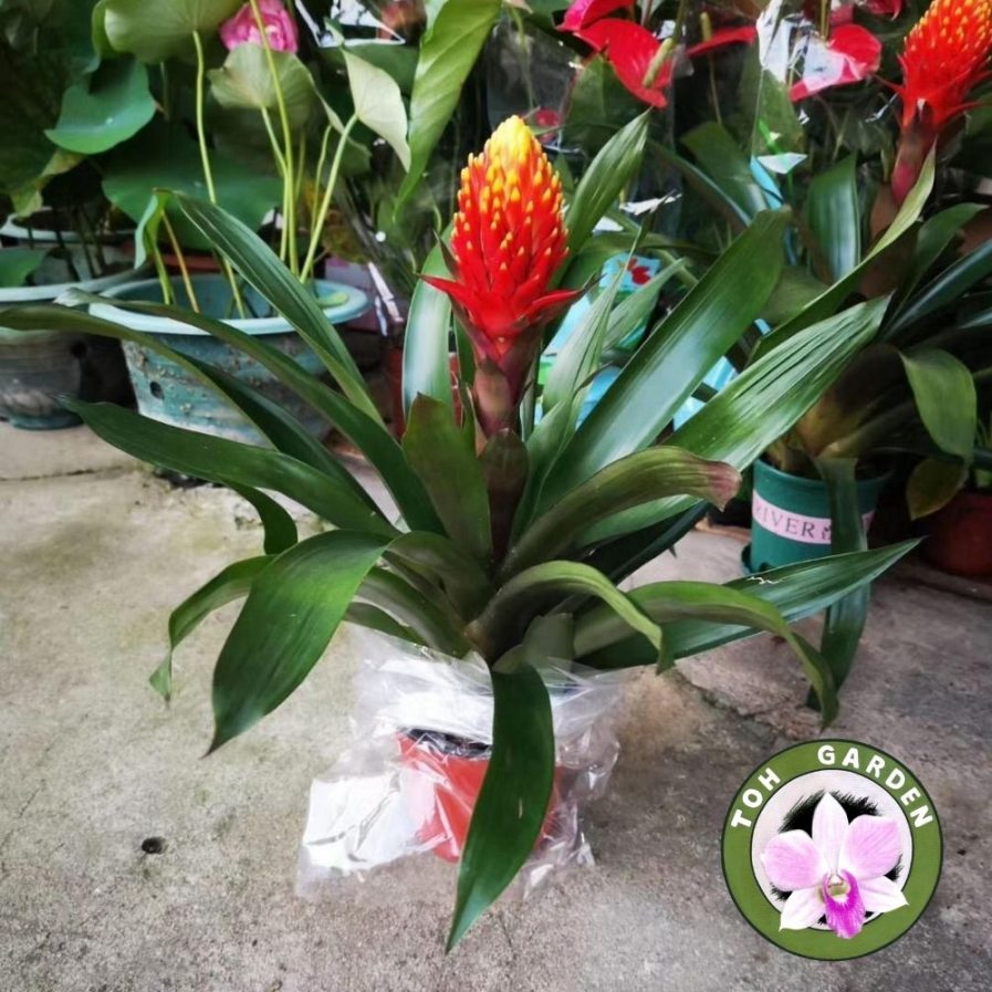 Guzmania Conifera