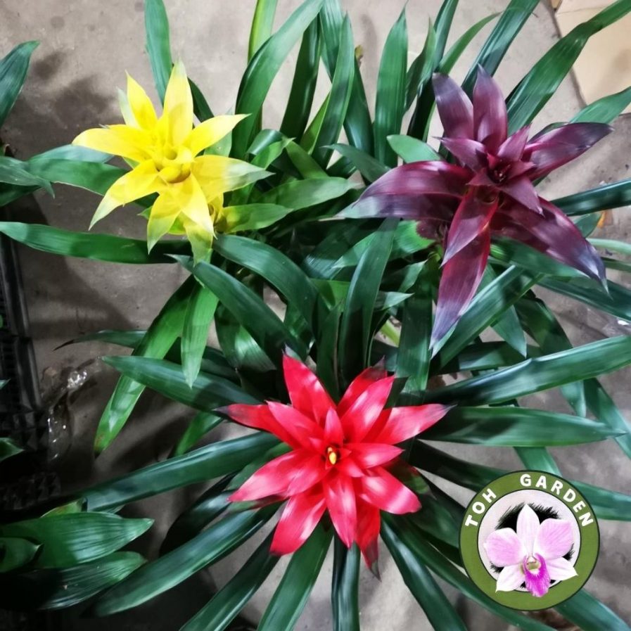 Guzmania 吉利红星