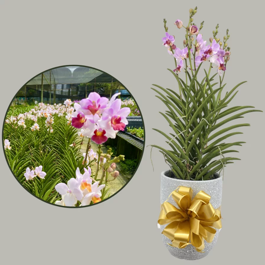 Papilaenopsis Hao Xiang Ni (2in1)