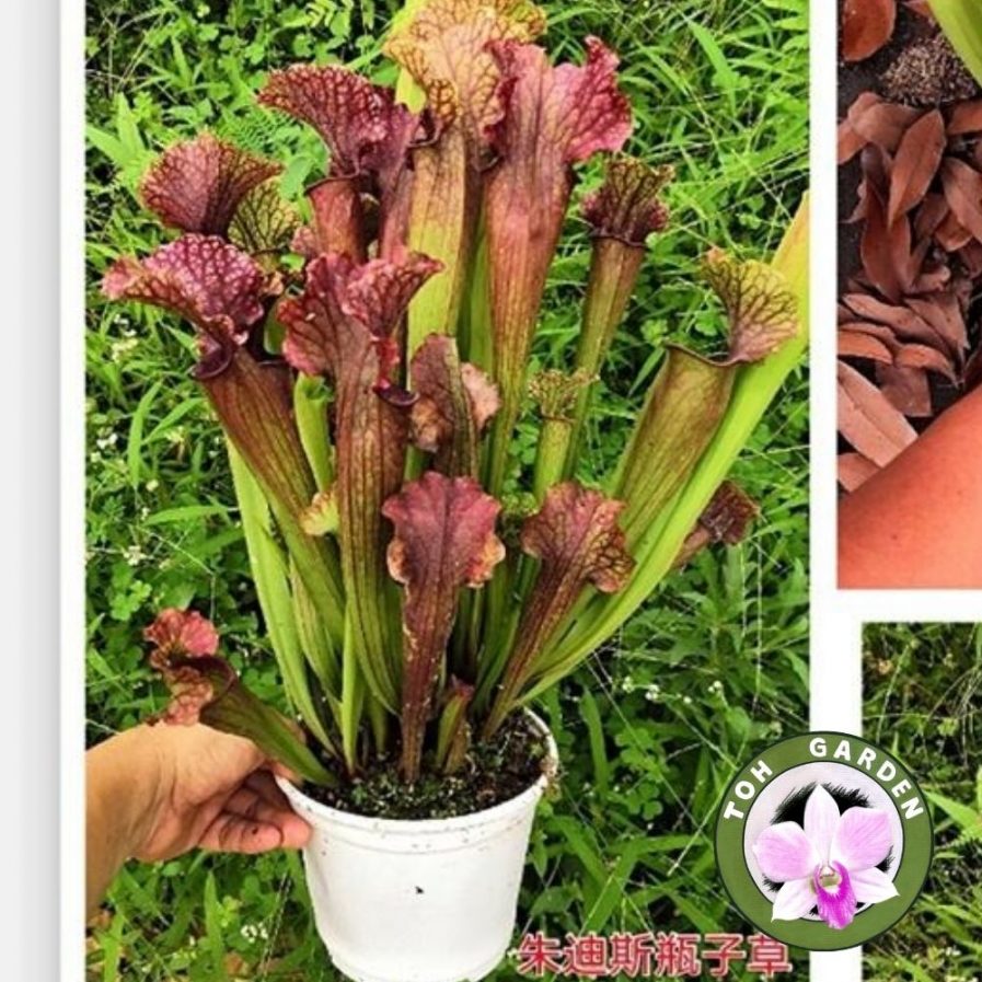 Sarracenia