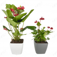Anthurium Sweet Cherry With Self-Watering Pot