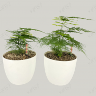 Asparagus Fern (文竹) With Self-Watering Pot