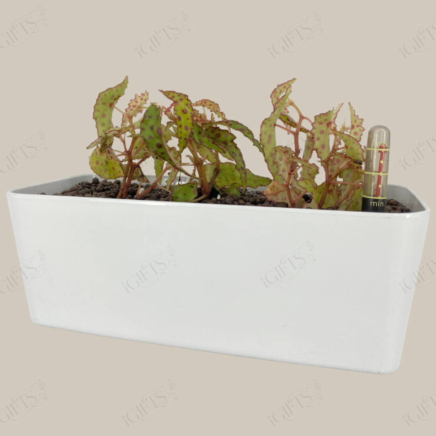 Begonia amphioxus (秋刀鱼) With Self-Watering Pot