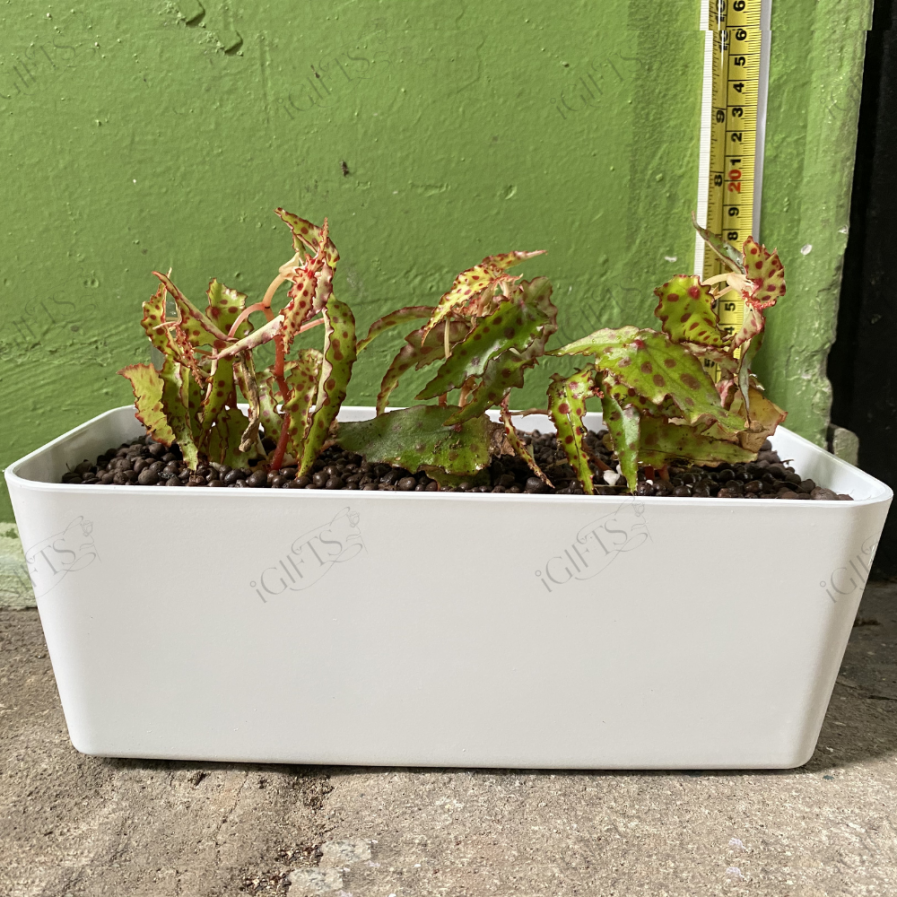 Begonia amphioxus (秋刀鱼) With Self-Watering Pot.