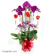 CNY Phalaenopsis Special Purple (6 in 1)