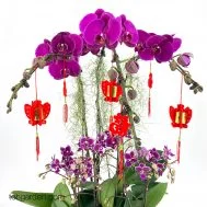 CNY Phalaenopsis Special Purple (6 in 1)