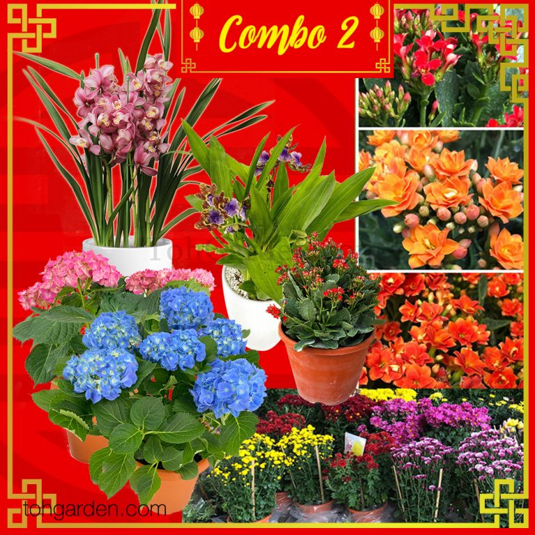 Lunar new year flowers toronto : celebrating the lunar new year in la Chinese New Year Archives | Toh Garden : Singapore Plants, Orchids