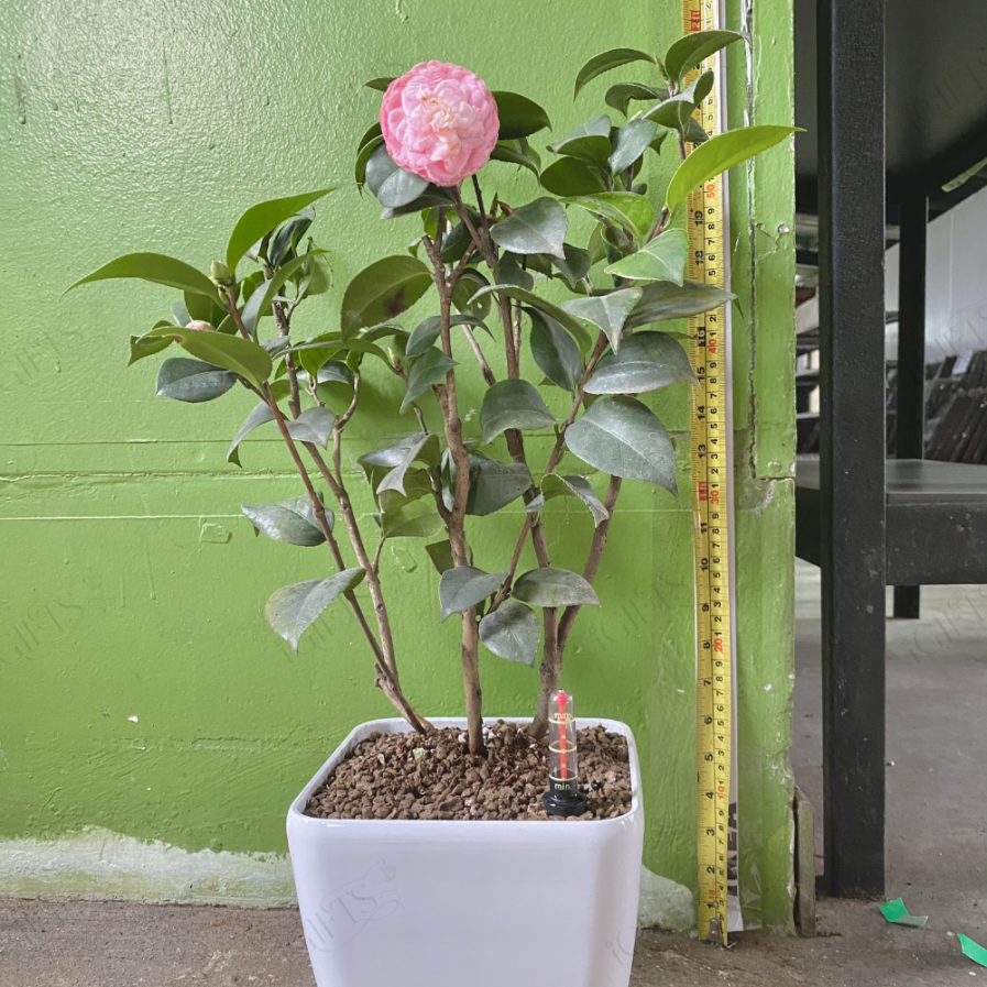 Camellia japonica With Self-Waterring POt