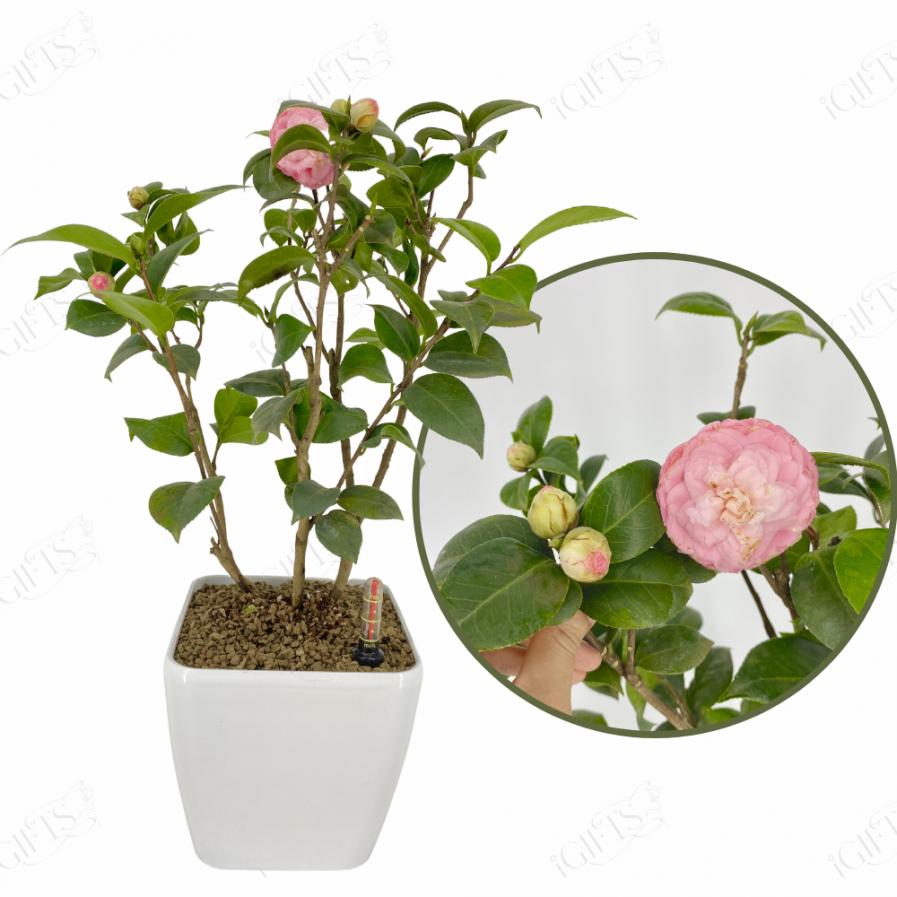 Camellia japonica With Self-Waterring Pot.