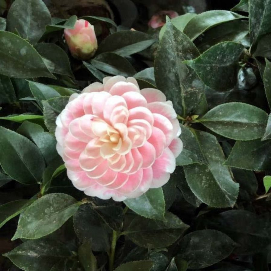 Camellia japonica (茶花)