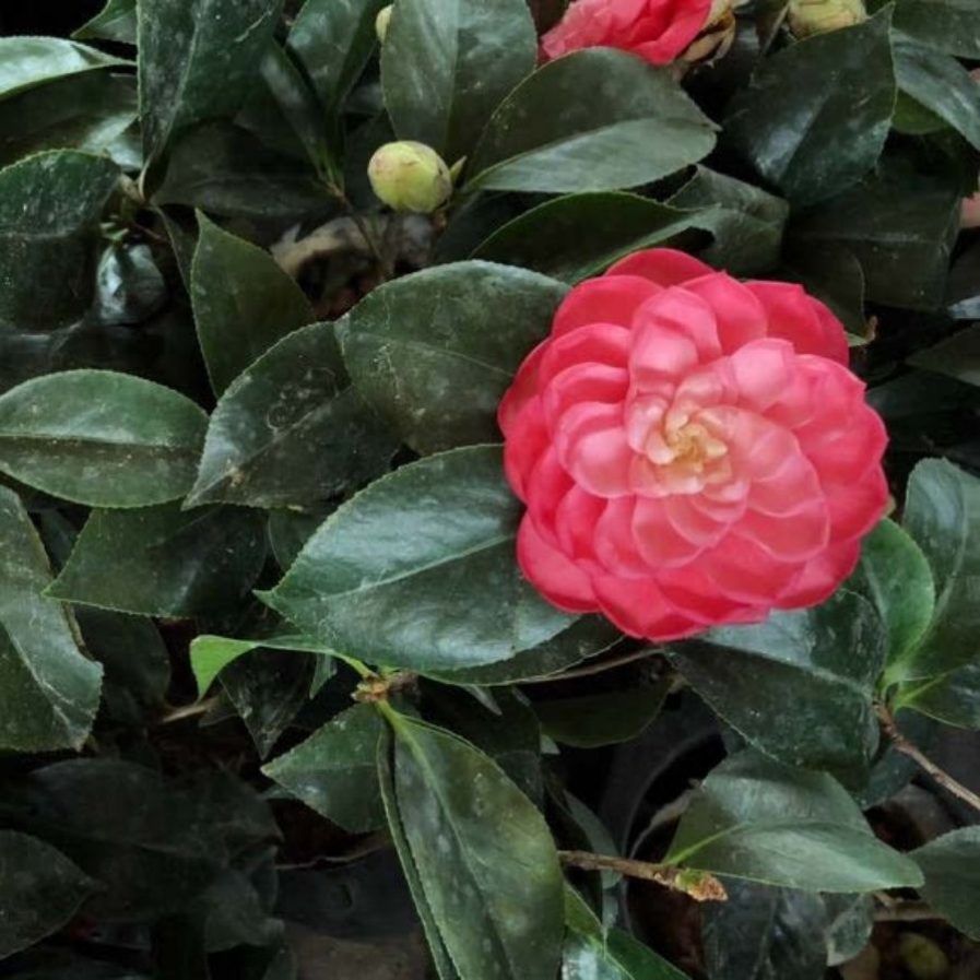 Camellia japonica (茶花)