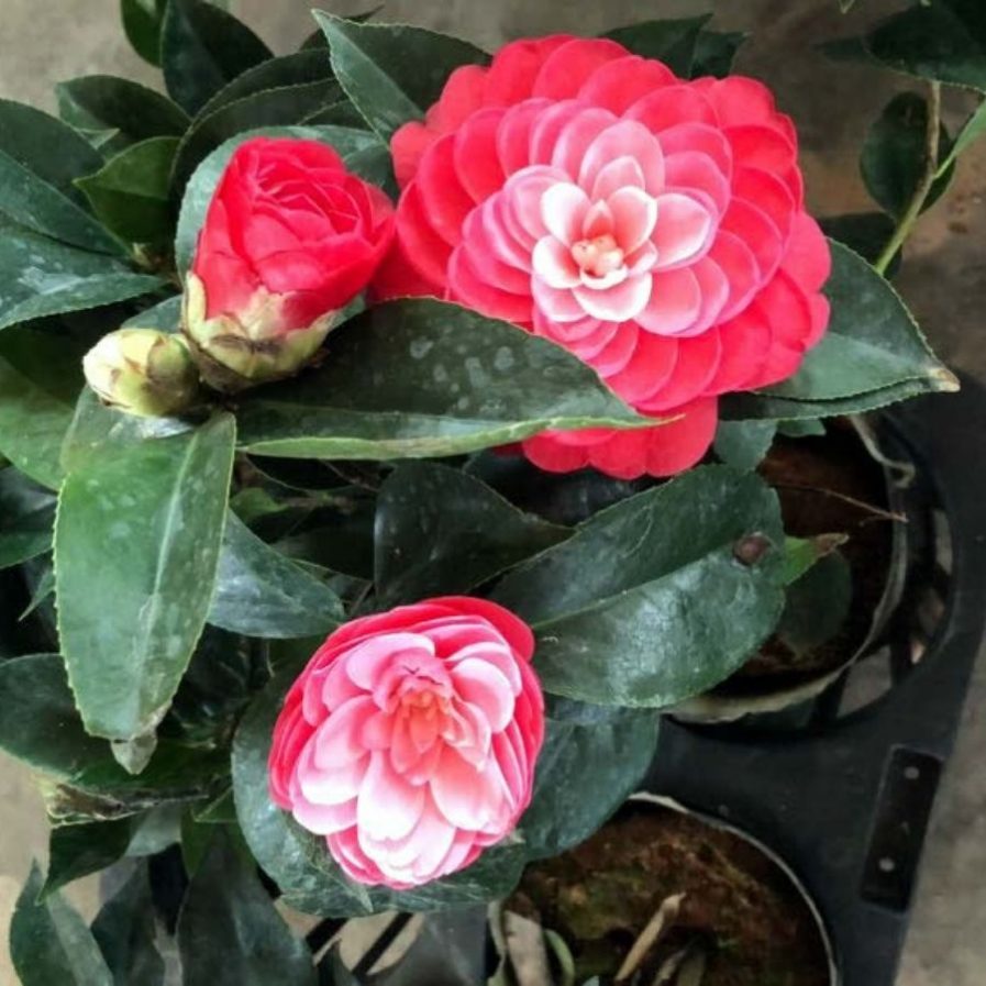 Camellia japonica (茶花)