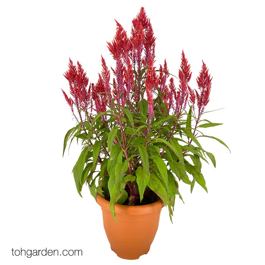 Celosia argentea Red 凤尾