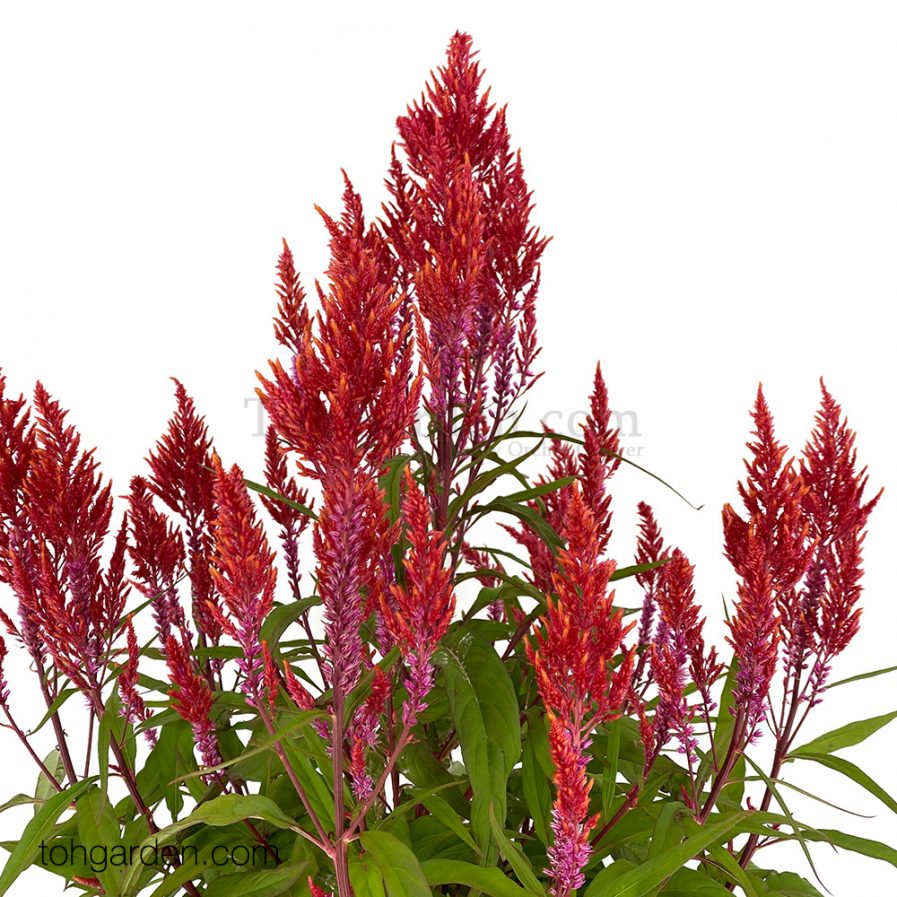 Celosia argentea Red 凤尾