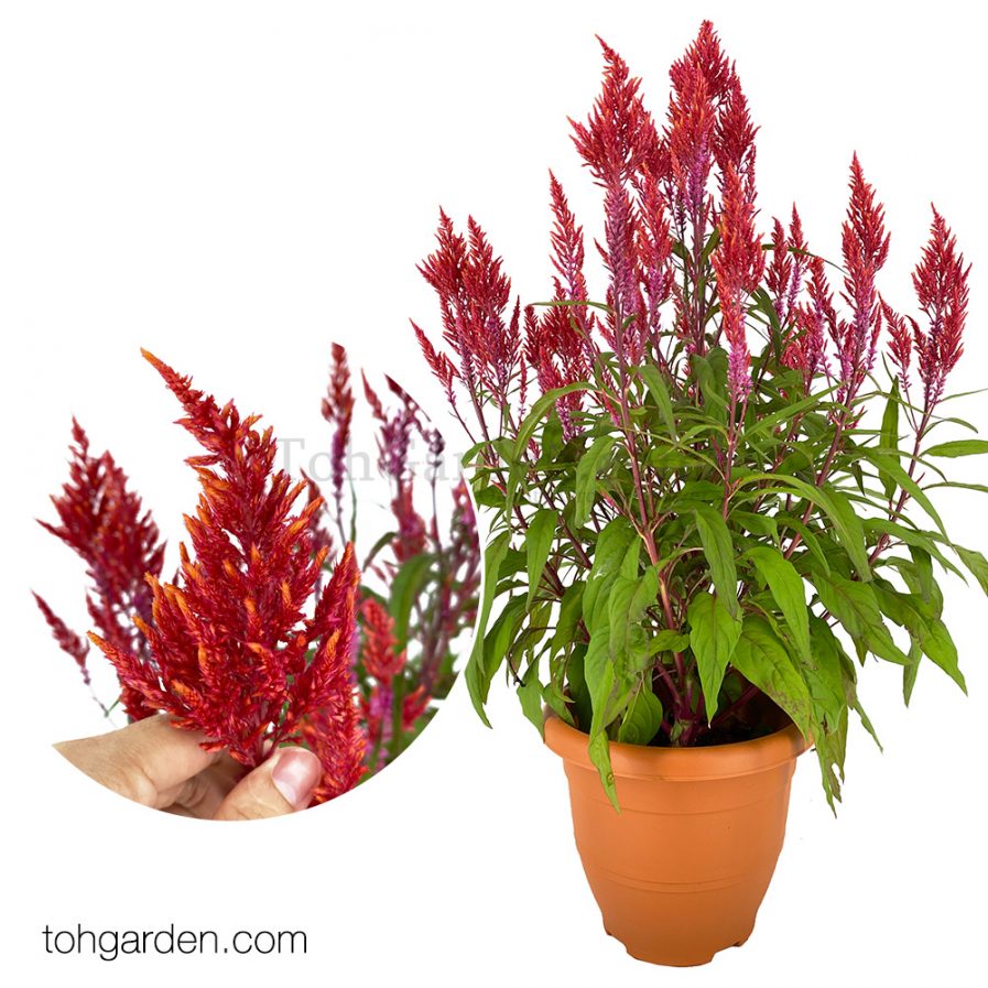 Celosia argentea Red 凤尾