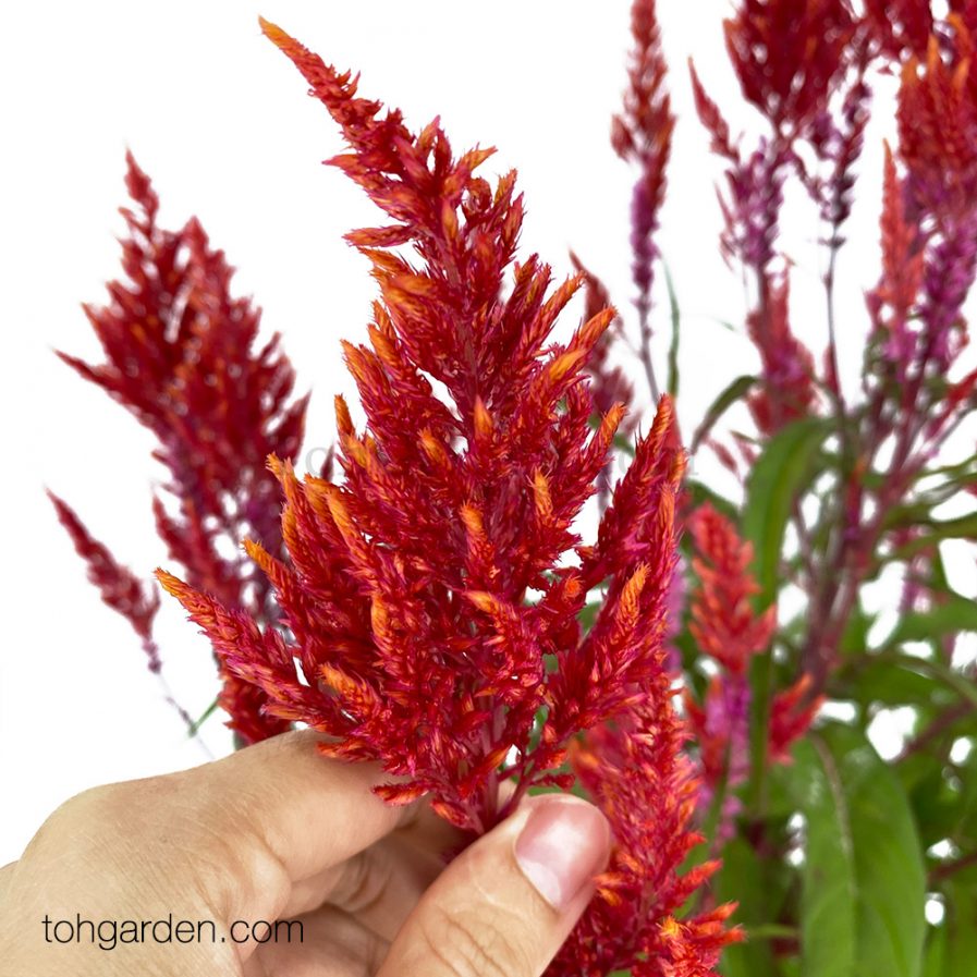 Celosia argentea Red 凤尾