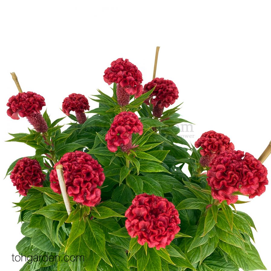 Celosia cristata Red "鸡公花"