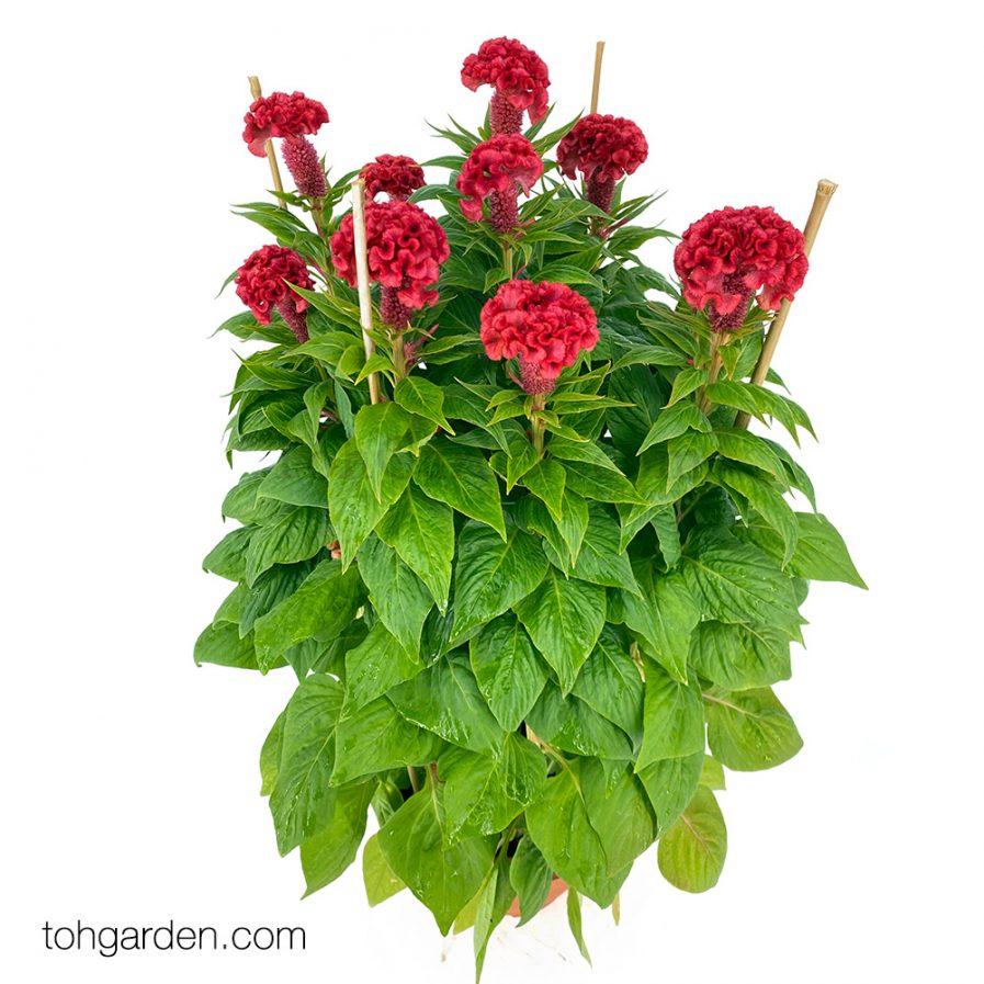 Celosia cristata Red "鸡公花"