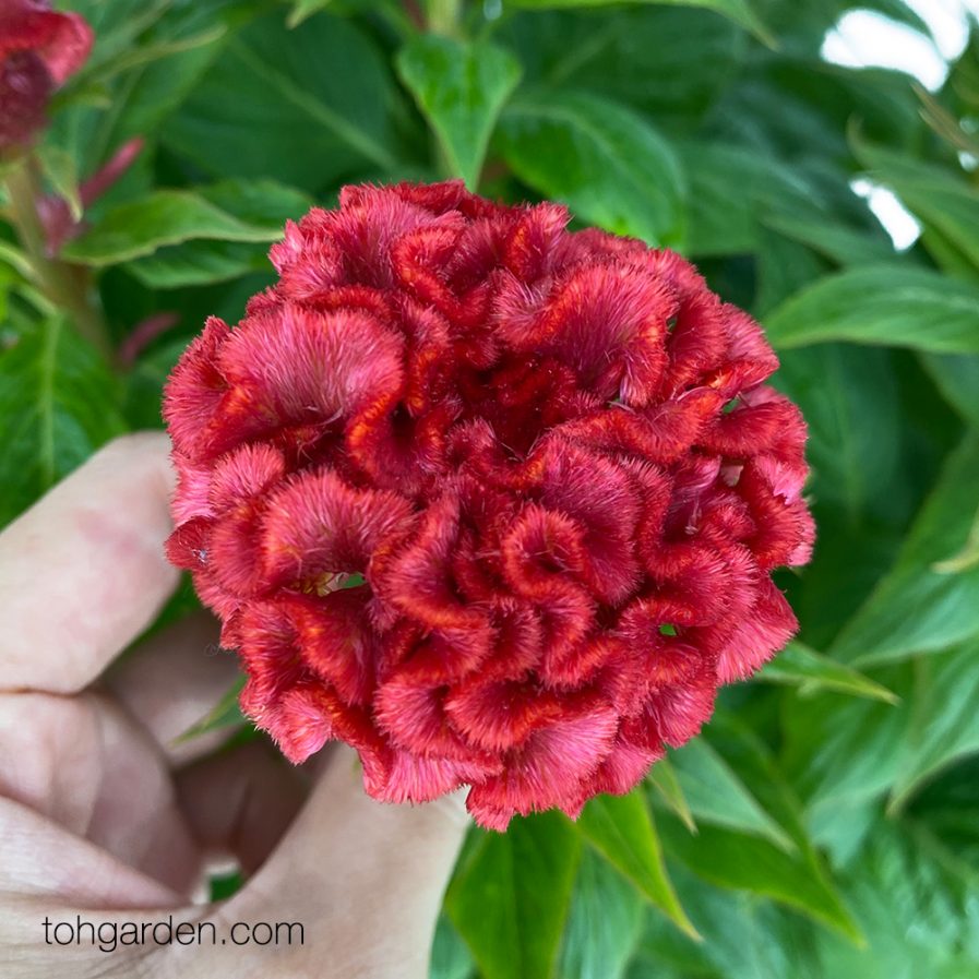 Celosia cristata Red "鸡公花"