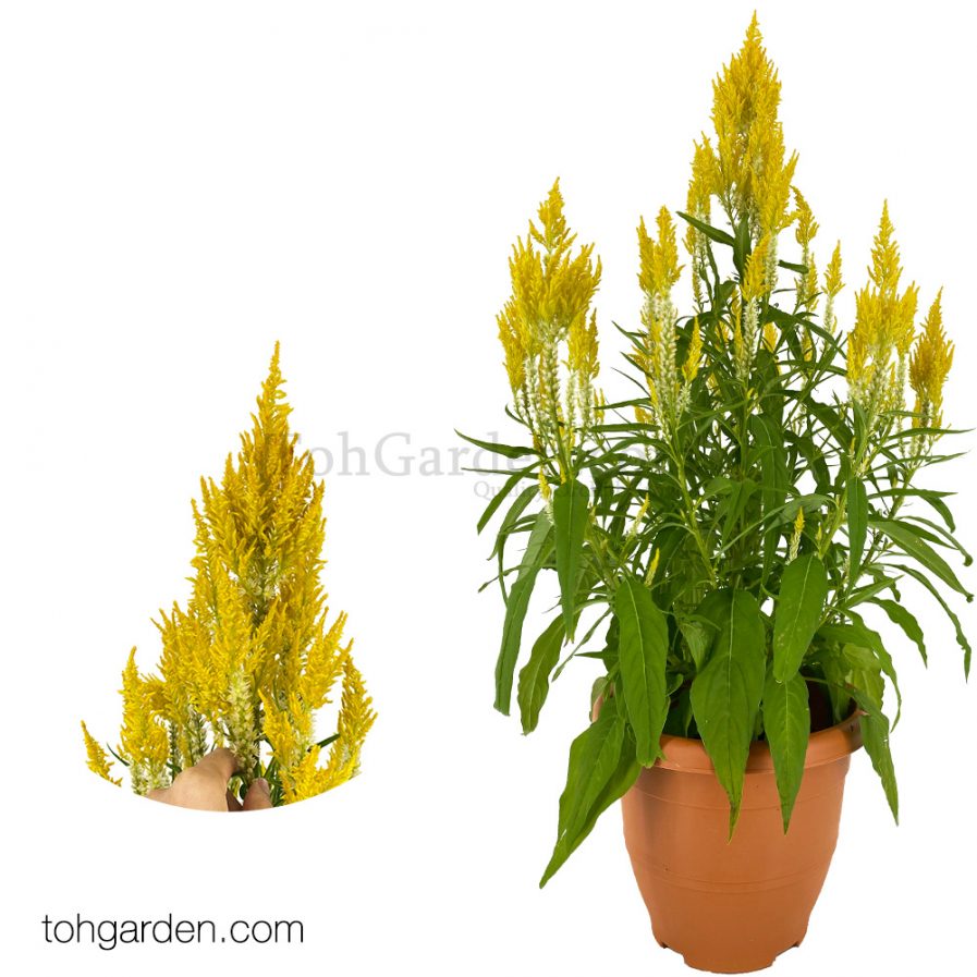 Celosia argentea Yellow 凤尾