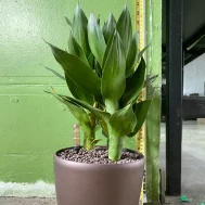 Draceana Guanyin (观音竹) With Self-Watering Pot.