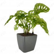 Draceana adamsonii With Self-Watering Pot,