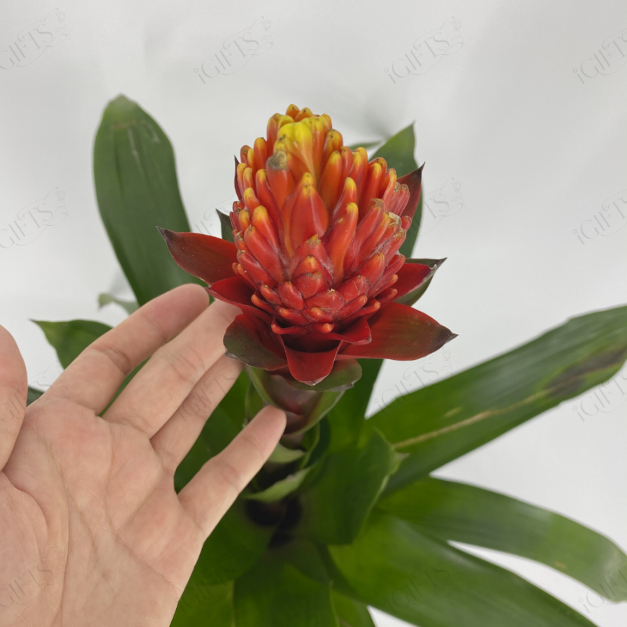 Guzmania Conifera Wither Self-Watering Pot.