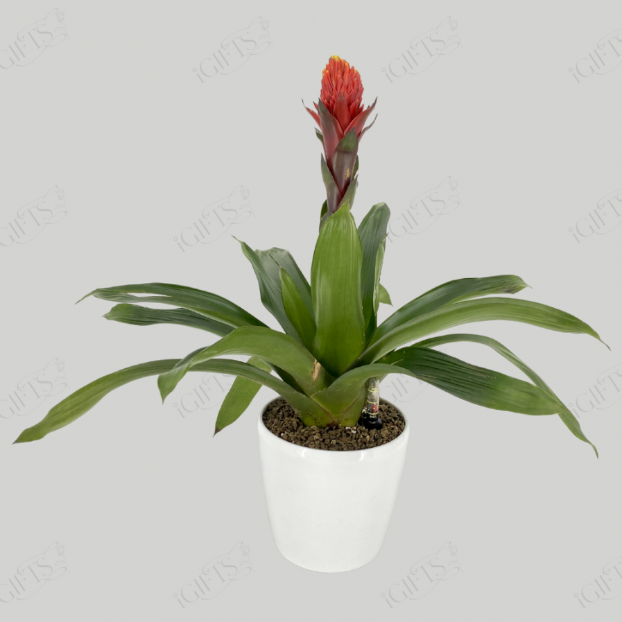 Guzmania Conifera Wither Self-Watering Pot..