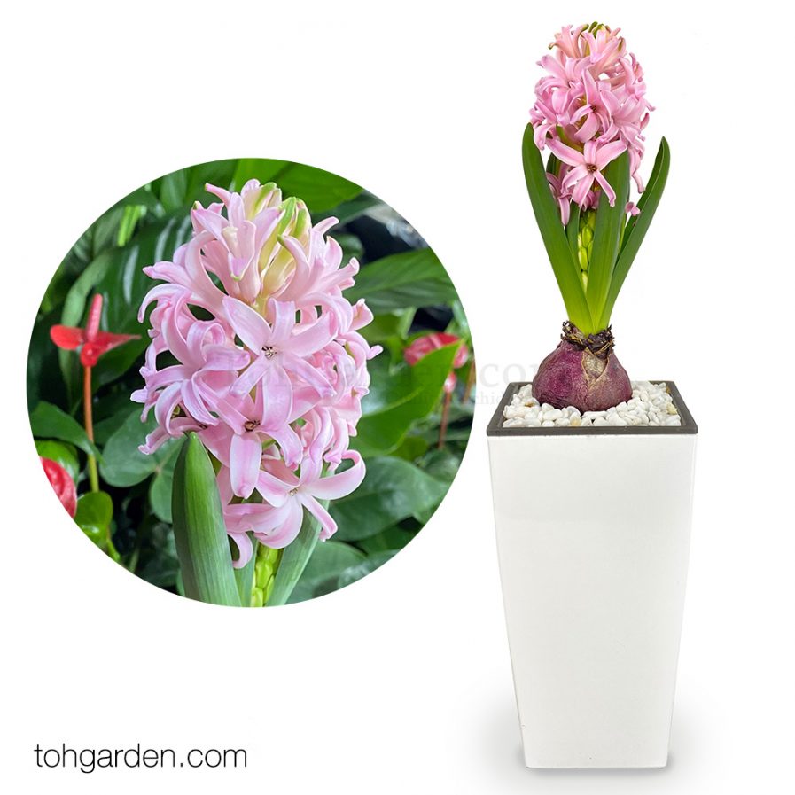 Hyacinth With Self-Watering Pot