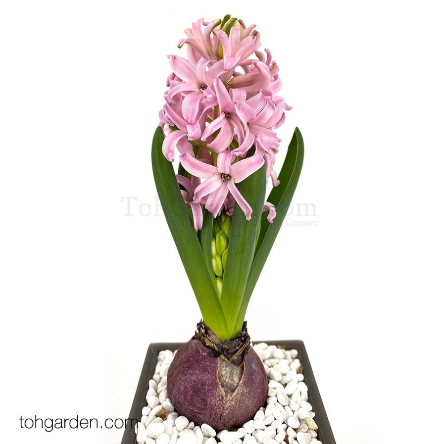Hyacinth With Self-Watering Pot